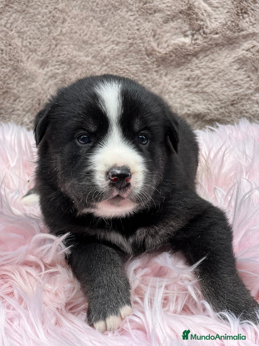 Otras razas perros en venta: Golden con Husky - Imagen 7