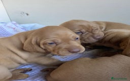 Braco Húngaro de Pelo Corto perros en venta: Cachorros de Braco Húngaro (Vizsla) — Criador aut. - Imagen 12