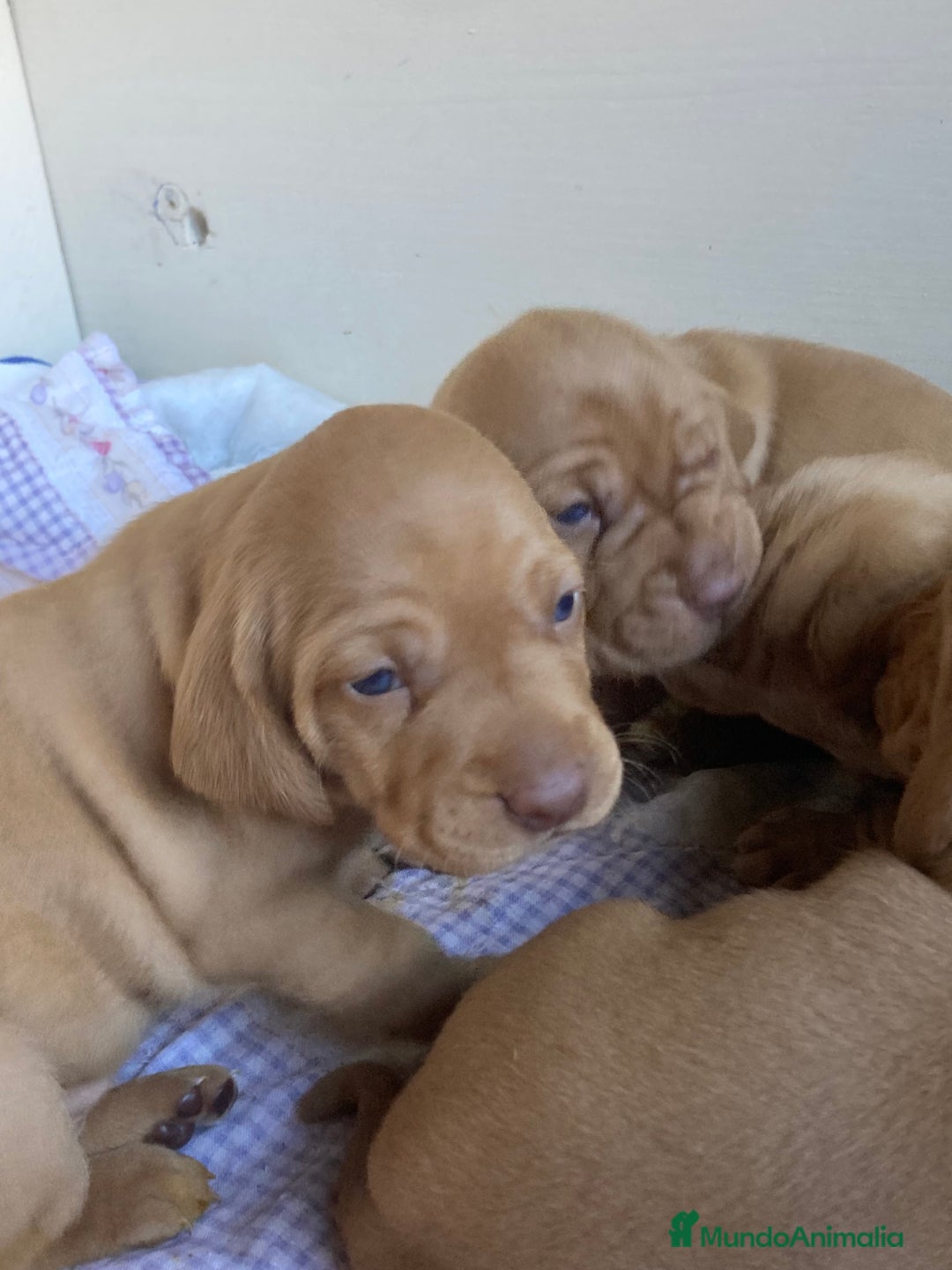 Braco Húngaro de Pelo Corto perros en venta: Cachorros de Braco Húngaro (Vizsla) — Criador aut. - Imagen 12
