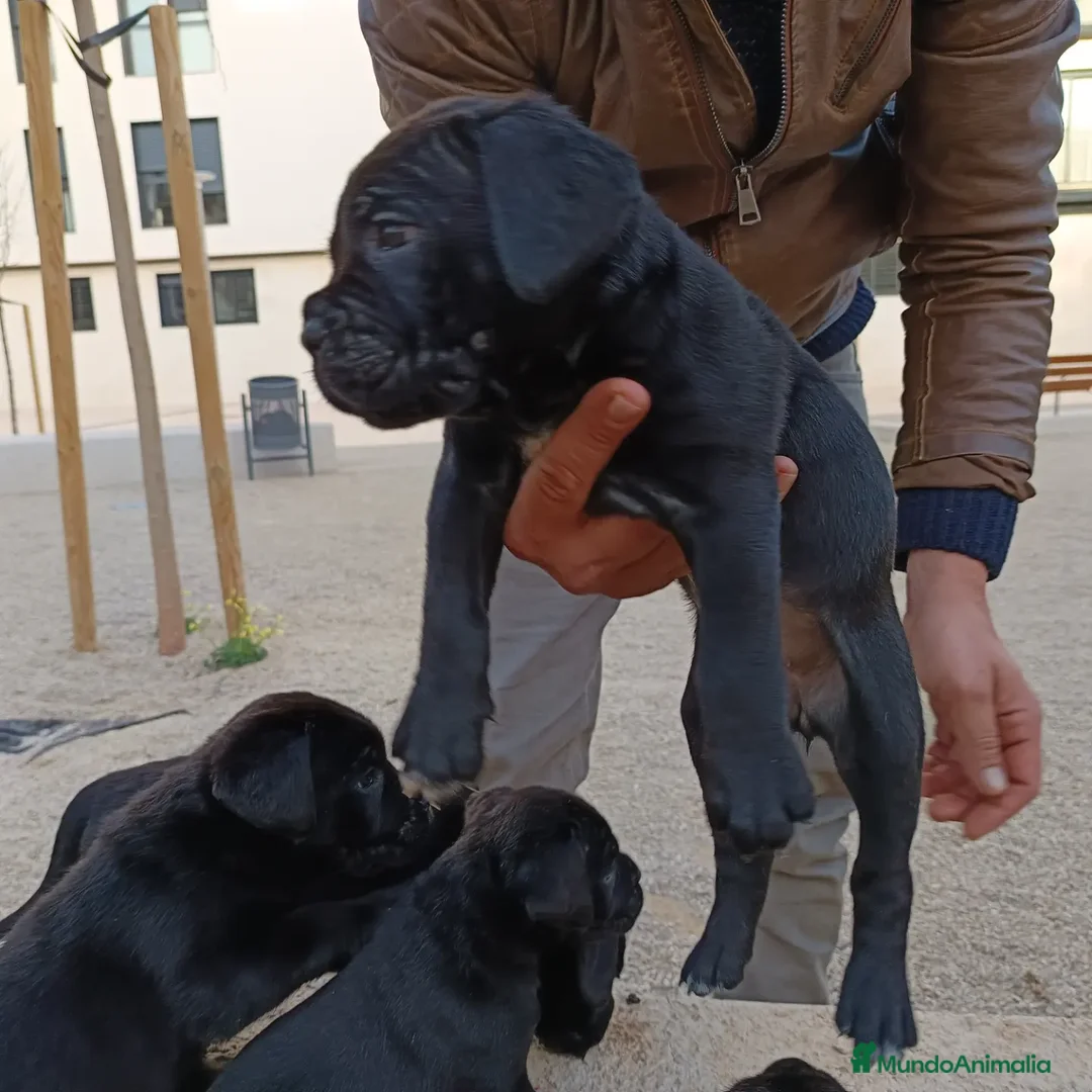 Imagen de galería {{count}}