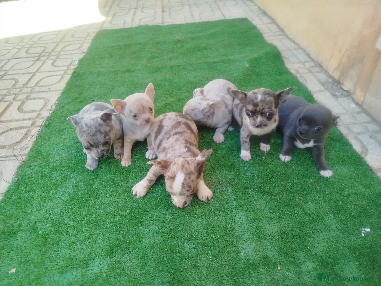 Chihuahua perros Espectacular camada de chihuahua - Anuncio 1