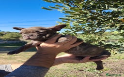 Bulldog Francés perros en venta: Bulldog Francés hembra calidad  - Anuncio 4