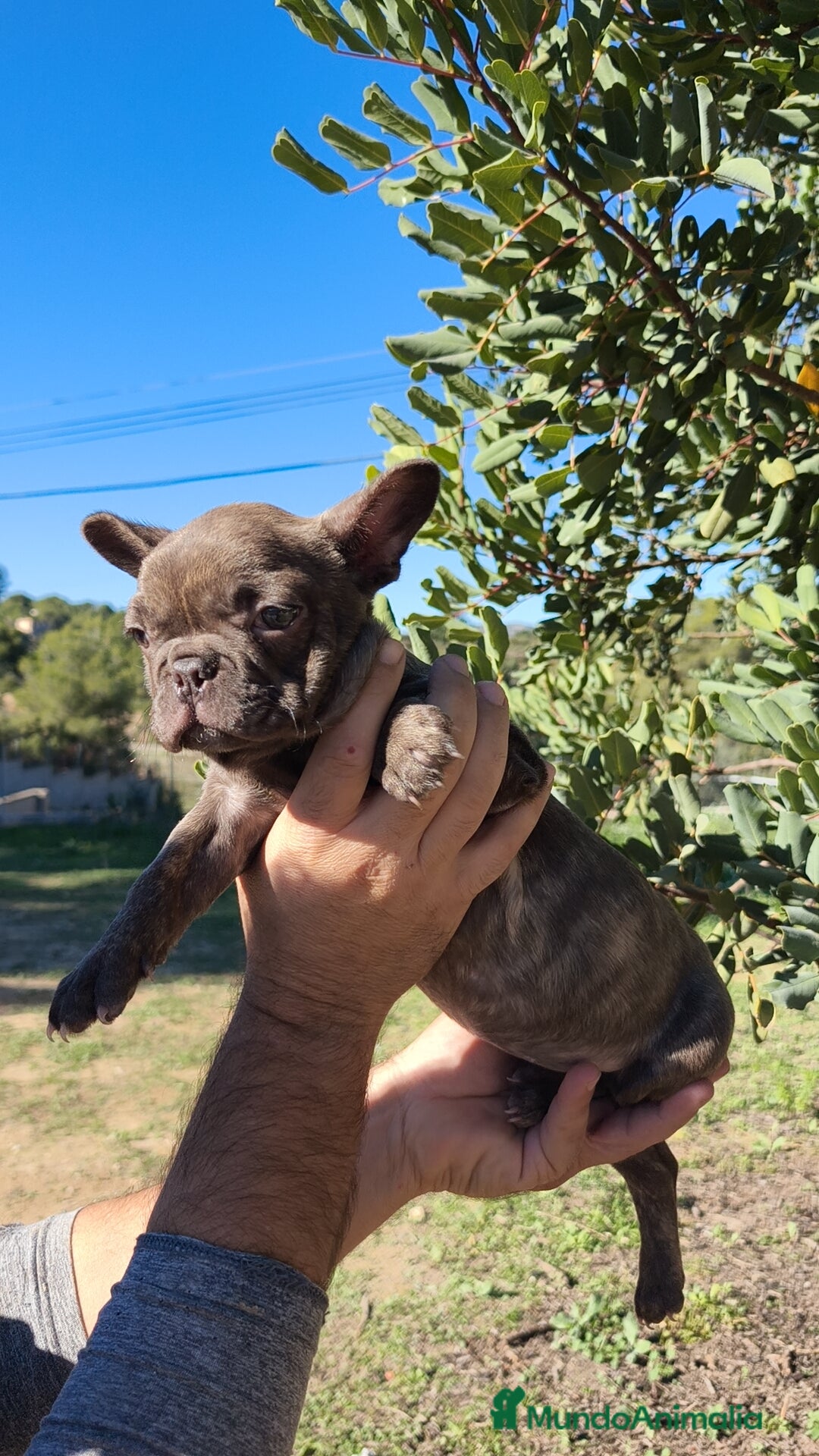 Bulldog Francés perros en venta: Bulldog Francés hembra calidad  - Anuncio 4
