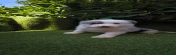 Border Collie perros en venta: border collie blue merle y blanco y negro - Anuncio 17