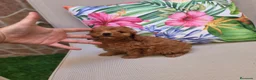Caniche Toy perros en venta: Caniche toy  - Anuncio 15