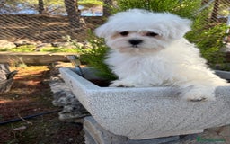 Bichón Maltés perros en venta: Bichon maltés toy listo para entregar  - Imagen 6