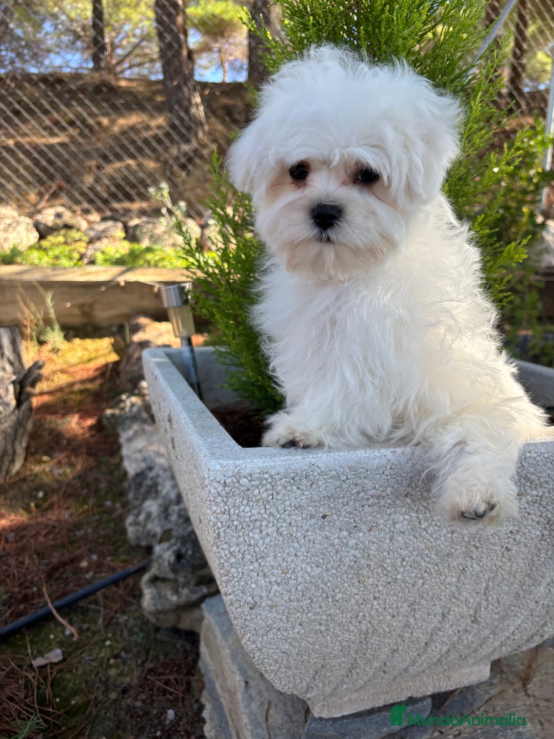 Bichón Maltés perros en venta: Bichon maltés toy listo para entregar  - Imagen 6