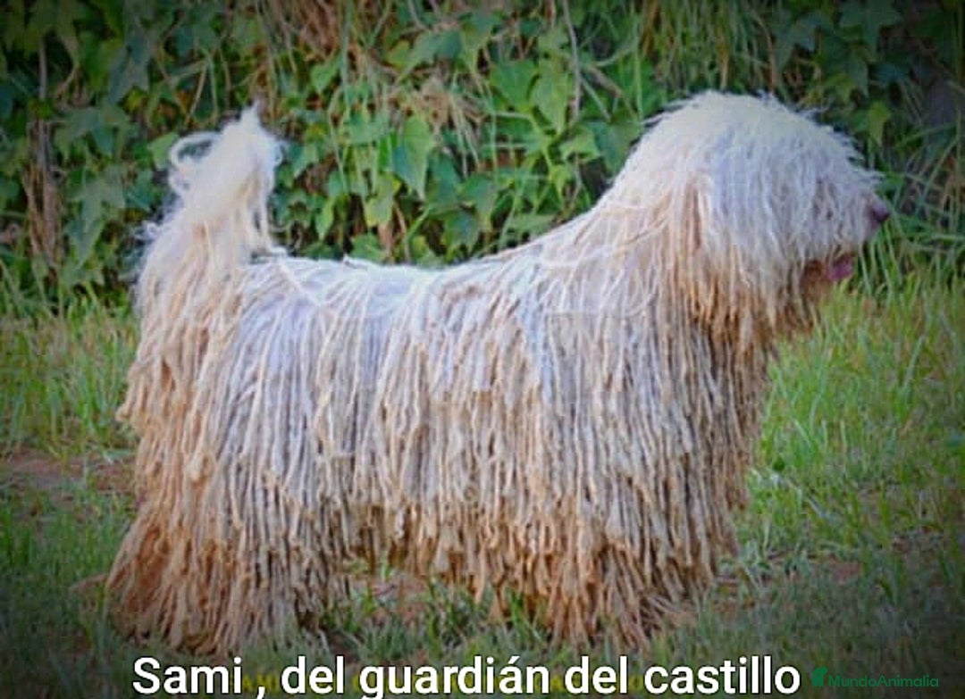 Perro de Agua Español perros en venta: Cachorra perro de agua  - Imagen 6