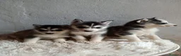 Husky Siberiano perros en venta: CACHORROS HUSKY SIBERIANO  - Anuncio 3