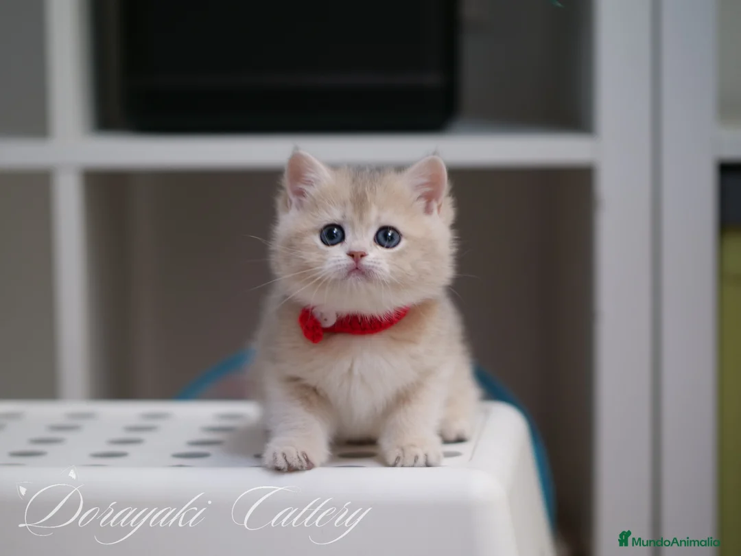 Británico de Pelo Corto gatos en venta: British Lilac golden y blue golden - Anuncio 7