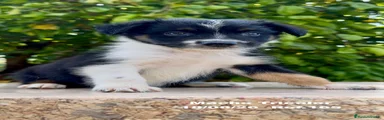 Border Collie 3