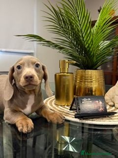 Teckel Miniatura perros TECKEL ISABELLA - Anuncio 1
