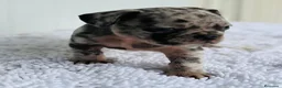 Bulldog Francés perros en venta: Bulldog frances Exotic - Anuncio 28