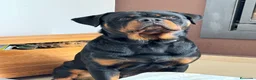 Rottweiler perros para monta: ROTTWEILER - Anuncio 1