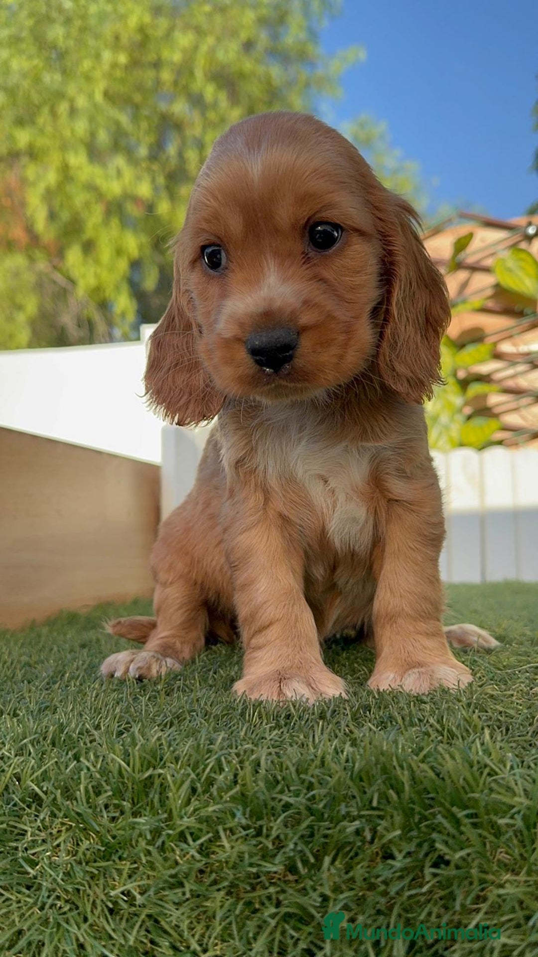Cocker Spaniel Inglés perros en venta: COCKER SPANIEL INGLES MACHO - Imagen 16
