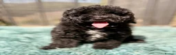 Caniche Toy perros en venta: CANICHE TOY 50% COREANO - Anuncio 11