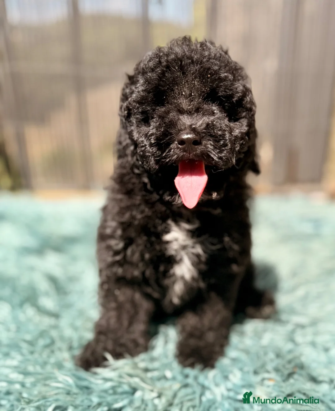 Caniche Toy perros en venta: CANICHE TOY 50% COREANO - Anuncio 11