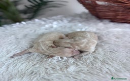 Maltipoo perros en venta: MALTIPOO HEMBRA - Imagen 7