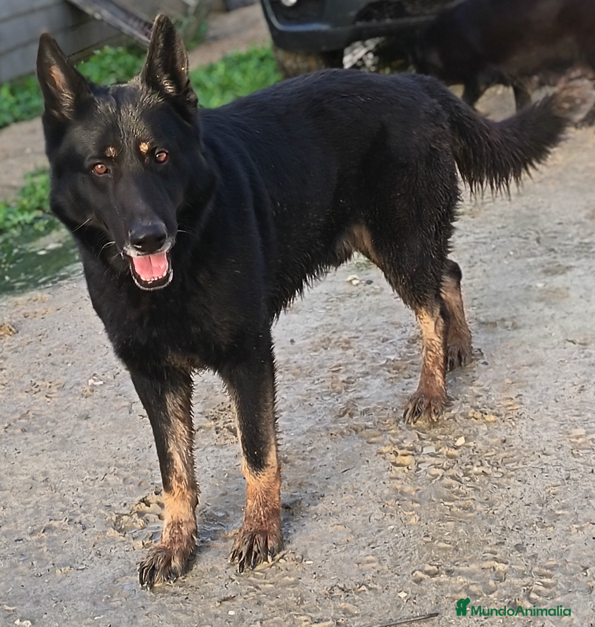 Pastor Alemán perros Cachorros pastor alemán de trabajo - Anuncio 1