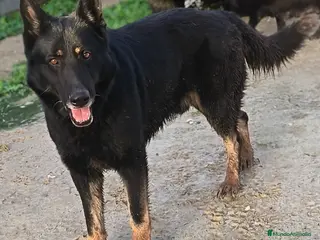 Pastor Alemán perros Cachorros pastor alemán de trabajo - Anuncio 1