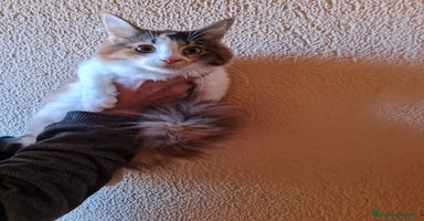 Maine Coon gatos - Anuncio 7