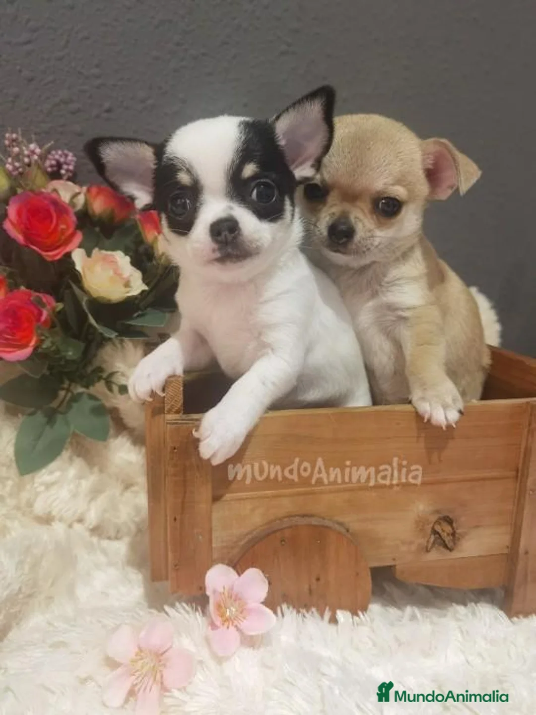 Imagen de galería {{count}}