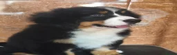 Boyero de Berna perros en venta: Boyero de berna  - Anuncio 13