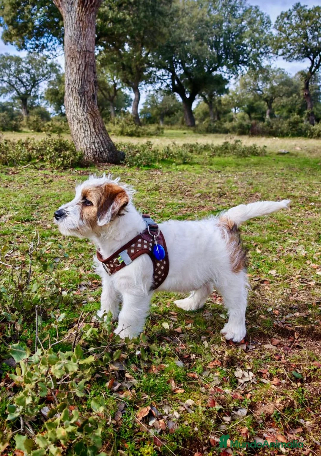 Jack Russell Terrier perros en venta: Jack Russell terrir - Anuncio 3