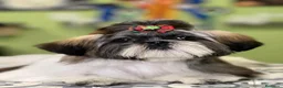 Shih Tzu perros en venta: Tesoros de la Lola - Anuncio 1