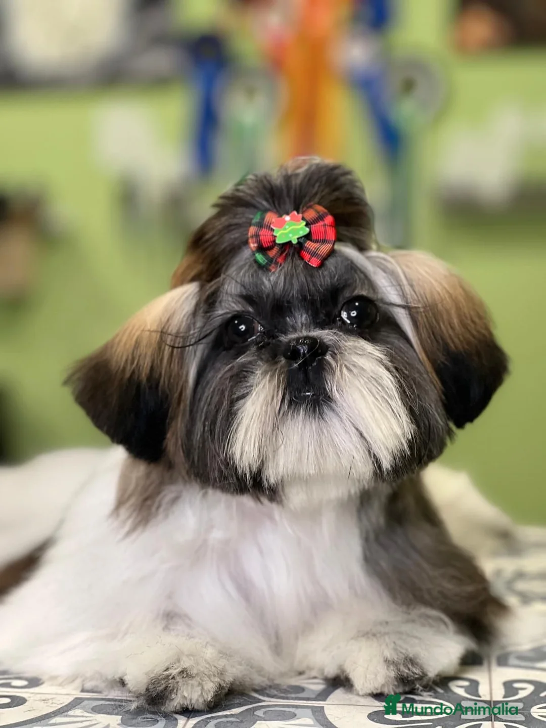 Shih Tzu perros en venta: Tesoros de la Lola - Anuncio 1