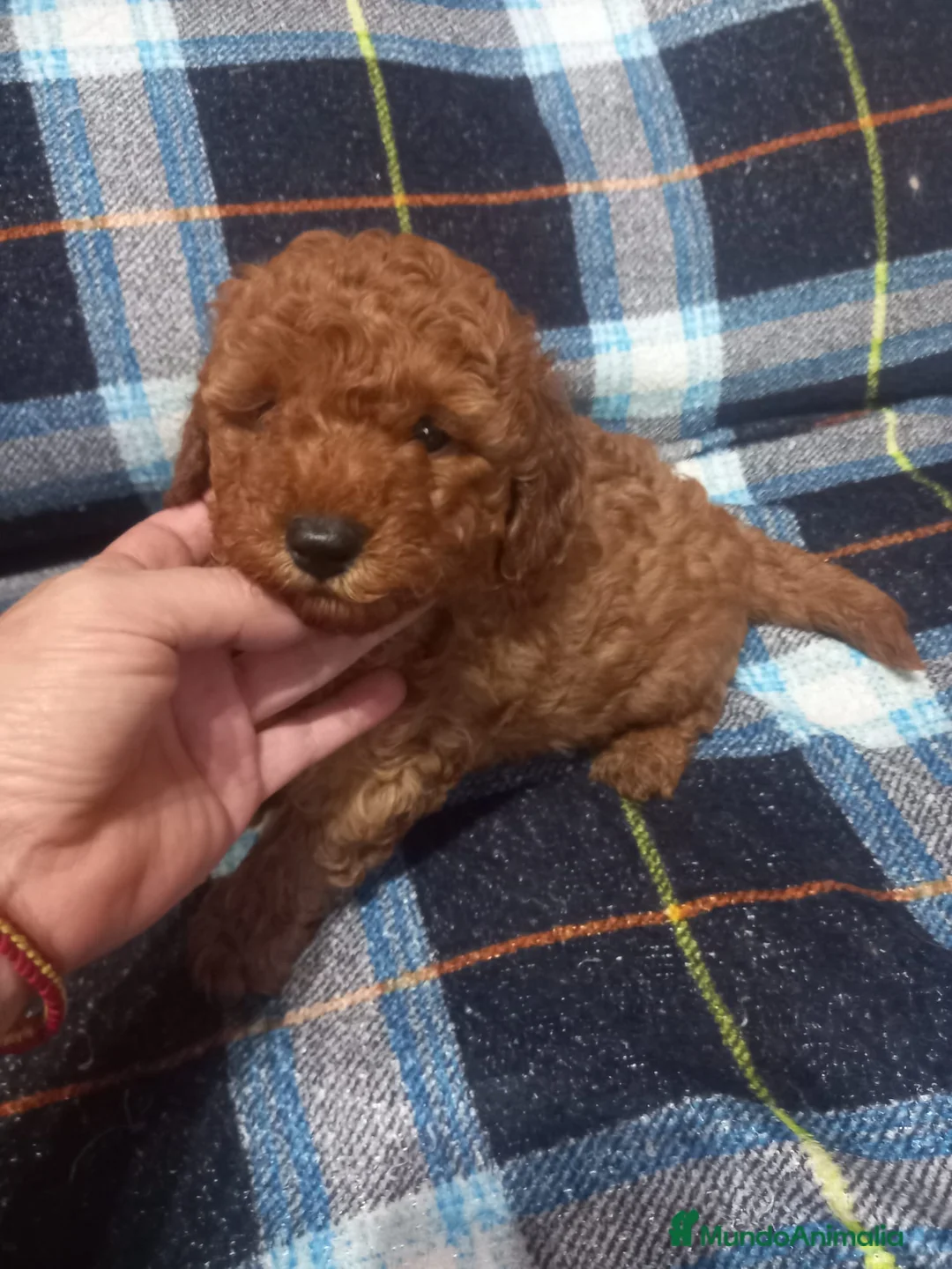 Caniche Toy perros en venta: Caniches en Curtis La Coruña - Anuncio 4
