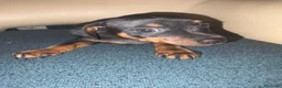 Pinscher Miniatura perros en venta: Pinscher miniatura  - Anuncio 2
