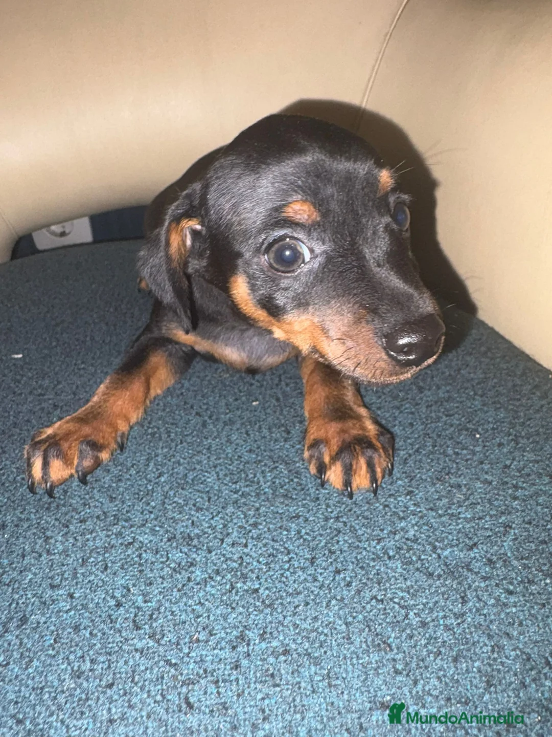 Pinscher Miniatura perros en venta: Pinscher miniatura  - Anuncio 2