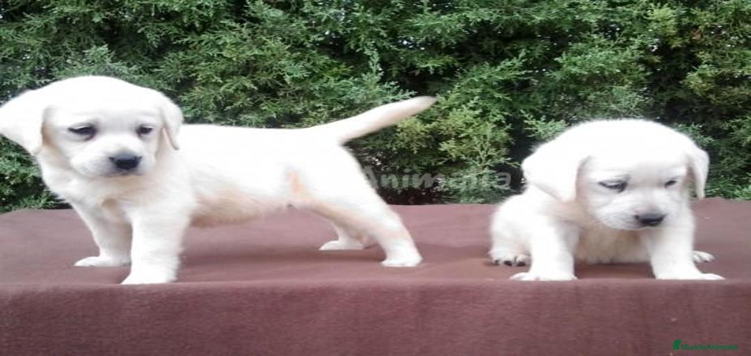 Imagen de galería {{count}}