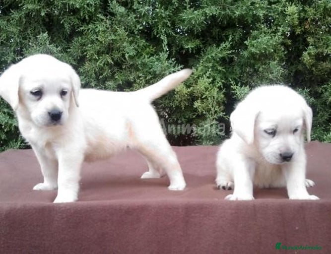 Imagen de galería {{count}}