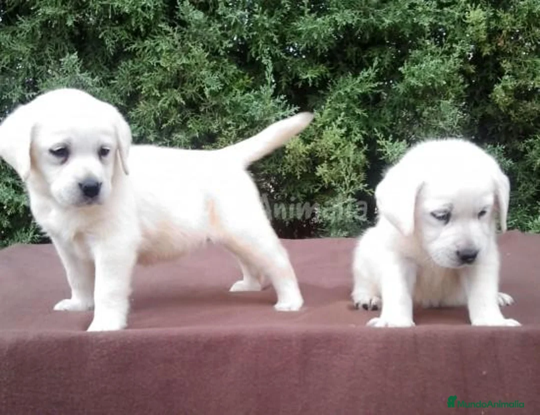 Imagen de galería {{count}}