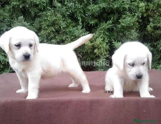 Imagen de galería {{count}}