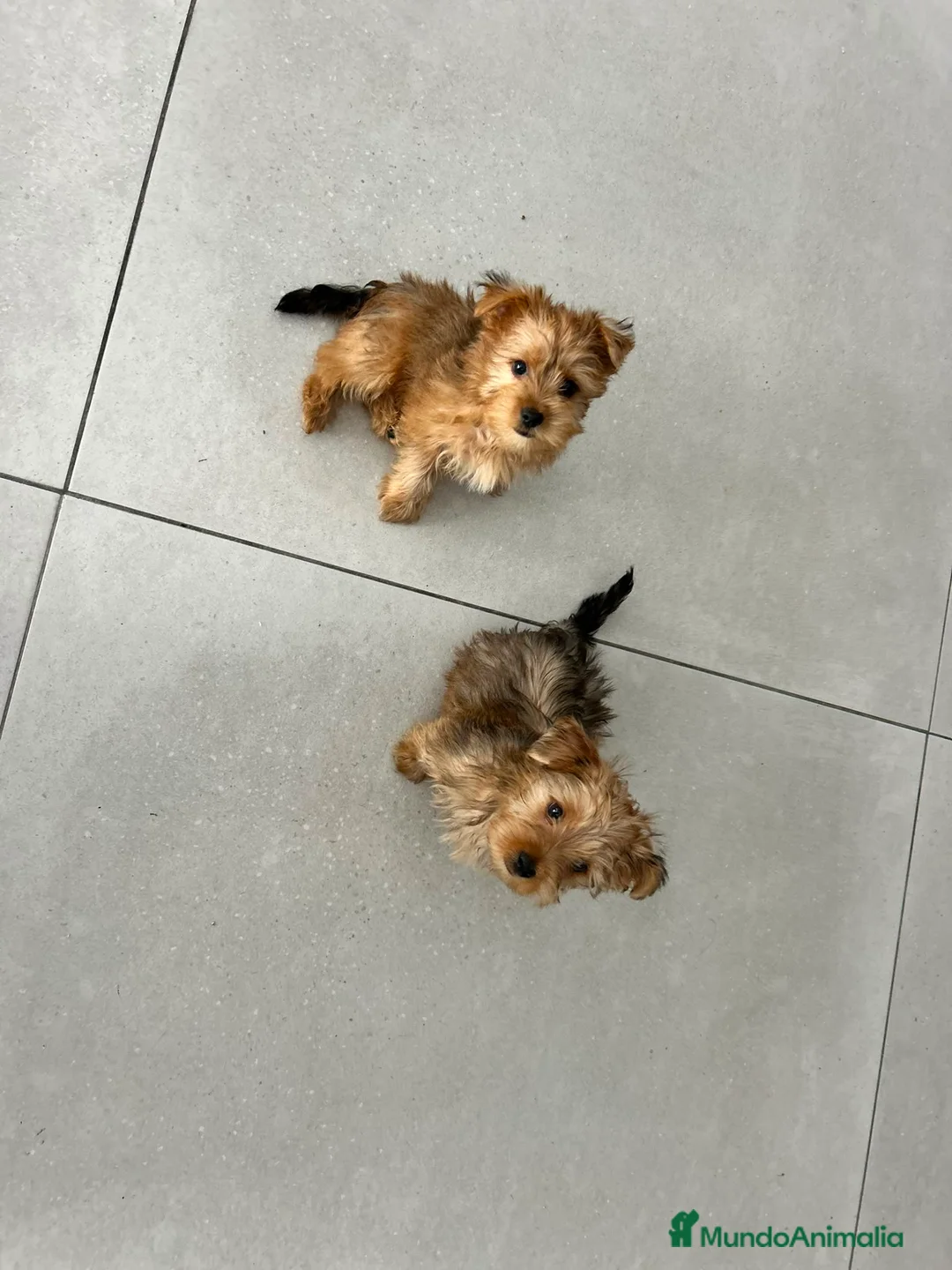 Yorkshire Terrier perros en venta: Yorkshire gold - Anuncio 1