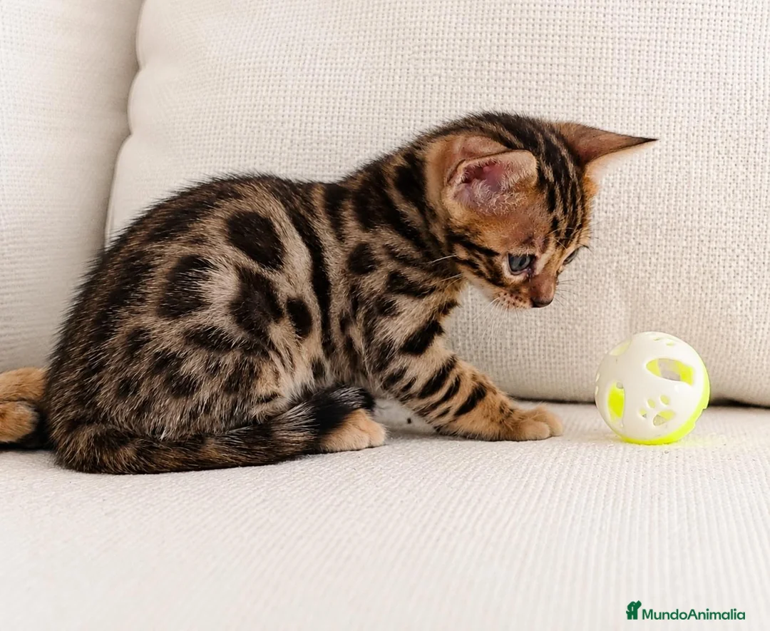Bengalí gatos en venta: GATOS BENGALÍ  - Anuncio 2