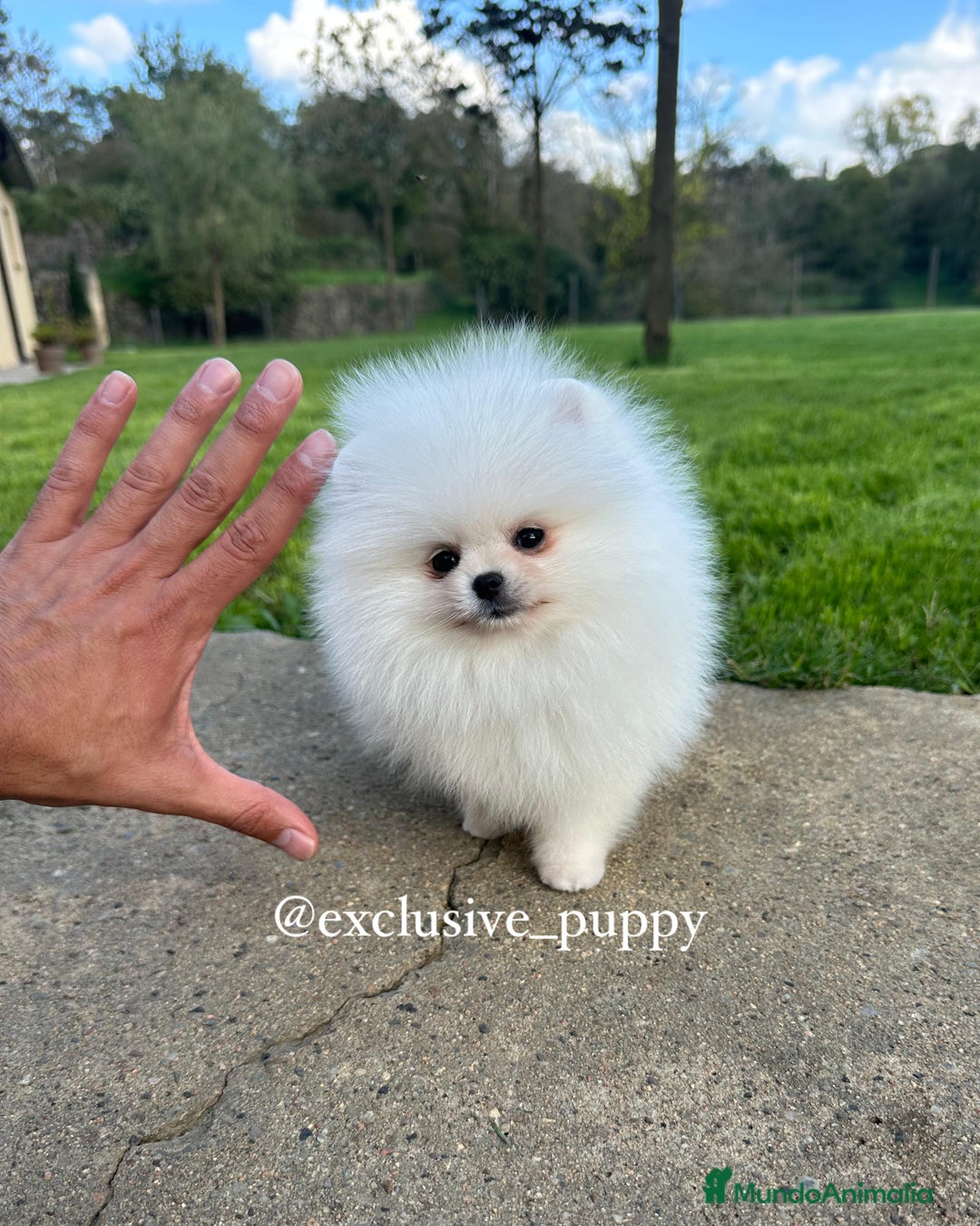 Pomerania perros en venta: 🧸 Auténtica Lulu de Pomerania 💖 - Imagen 4