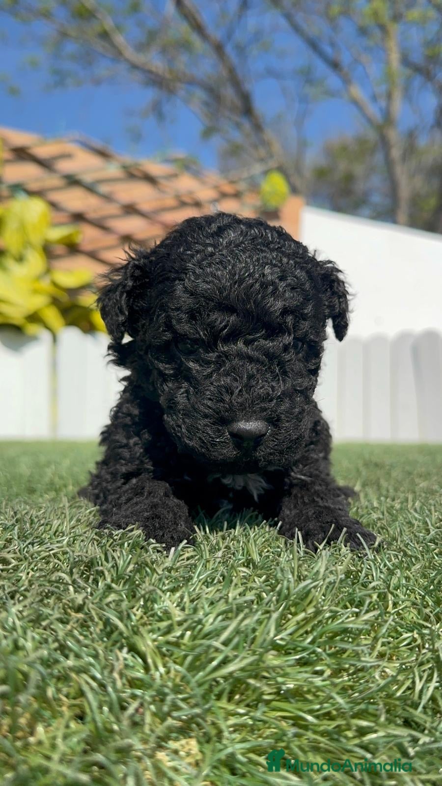 Perro de Agua Español perros PERRO DE AGUA  - Anuncio 1