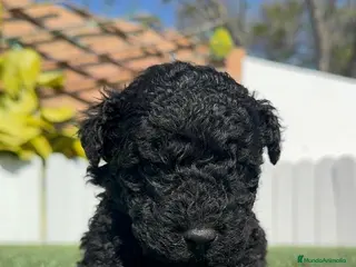 Perro de Agua Español perros PERRO DE AGUA - Anuncio 1
