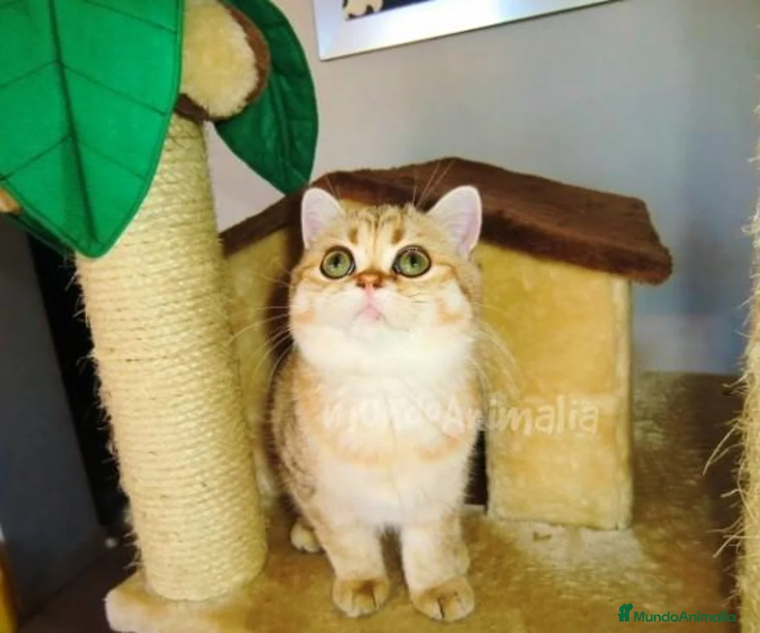 Imagen de galería {{count}}