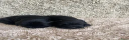 Cocker Spaniel Inglés perros en venta: Espectacular macho cocker NEGRO  - Anuncio 3
