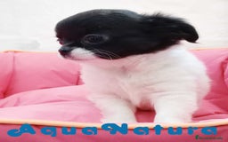 Chihuahua perros en venta: Chihuahua Hembra de Pelo Largo 6583 - AQUANATURA en Barcelona - Imagen 1