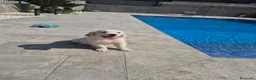 Golden Retriever perros en venta: Golden Retriever impresionantes en Girona - Anuncio 17