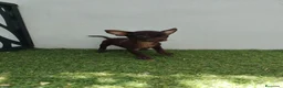Chihuahua perros en venta: chihuahuas - Anuncio 2