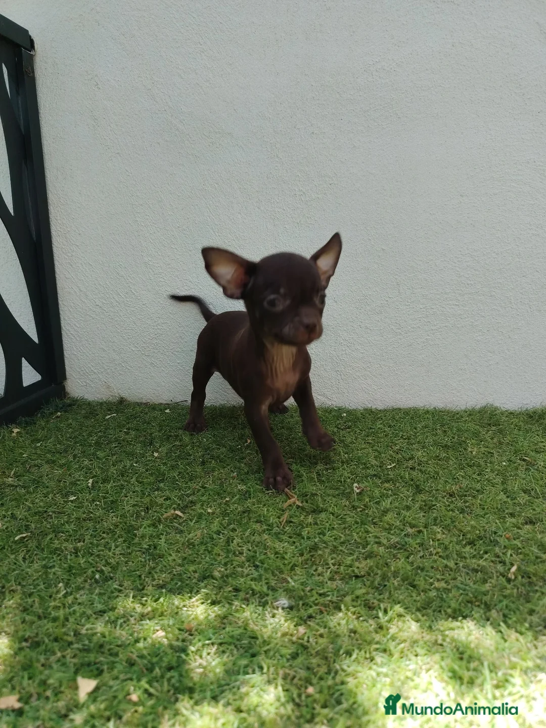 Chihuahua perros en venta: chihuahuas - Anuncio 2