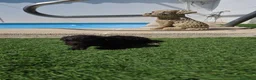 Perro de Agua Español perros en venta: Perritos de agua  - Anuncio 6