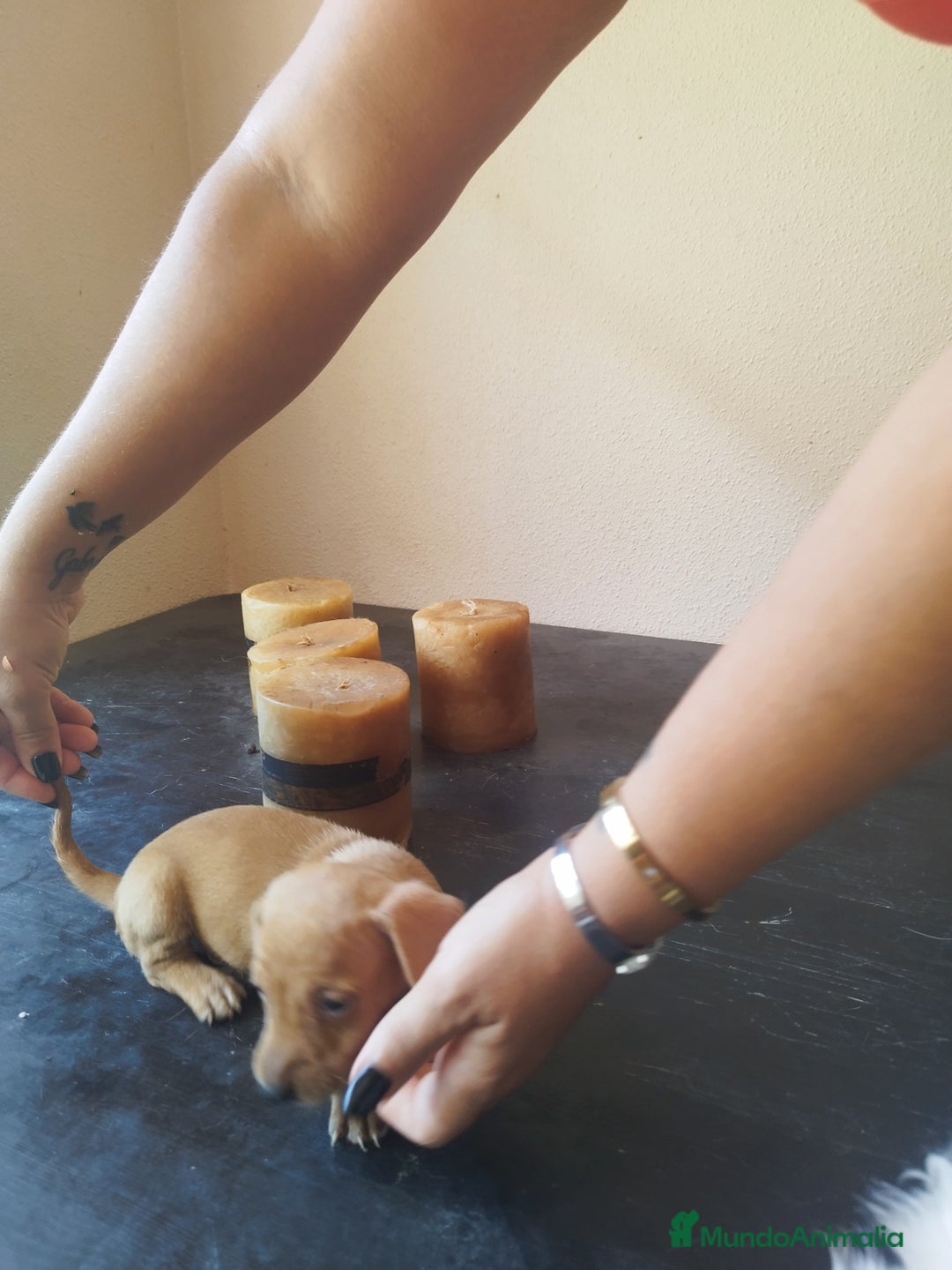 Teckel perros en venta: TECKEL HEMBRA. CALIDAD Y SELECCIÓN  - Imagen 4